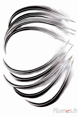 Anatra Mandarino - 15-20 cm - naturale